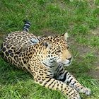 Ruhender Jaguar