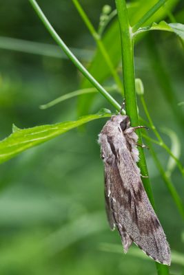Ruhender Kiefernschwärmer