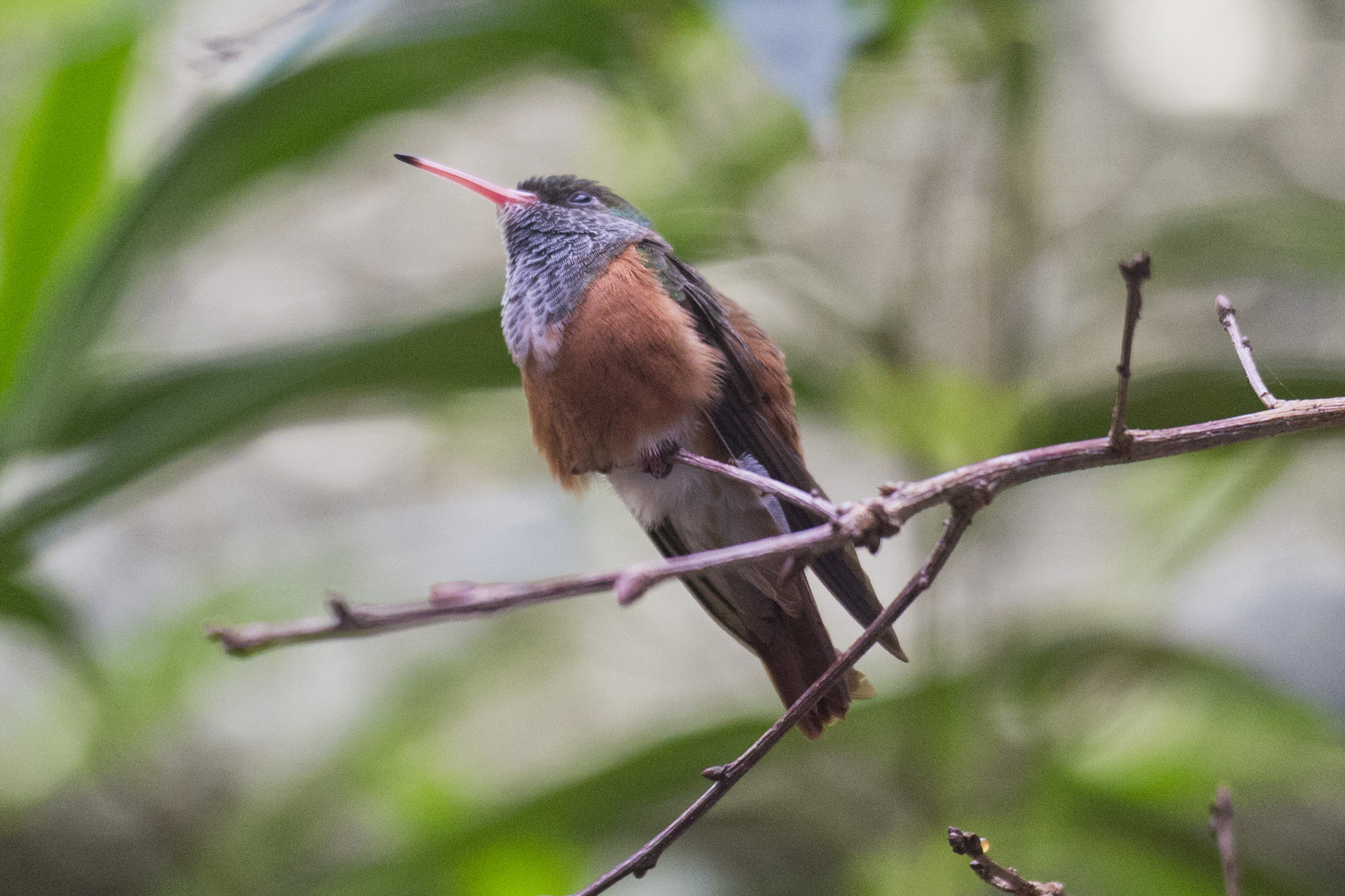 Ruhender Kolibri