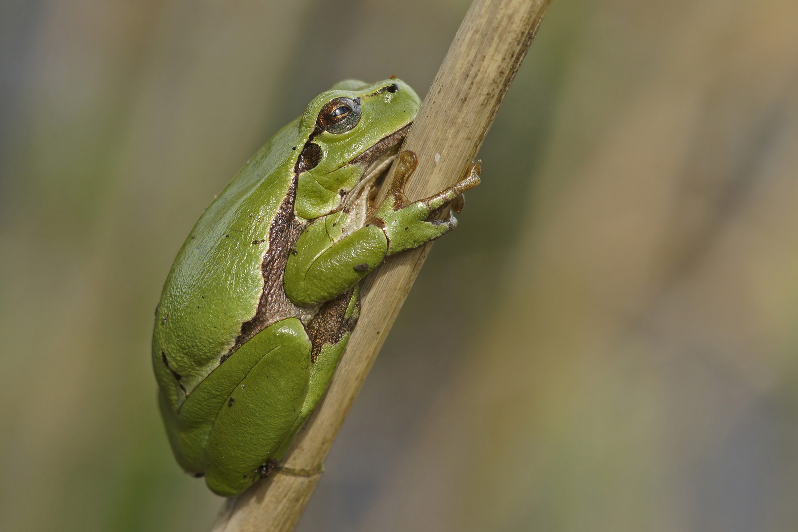 Ruhender Laubfrosch (Hyla arborea)