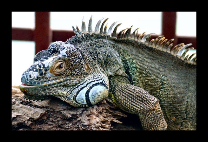 Ruhender Leguan