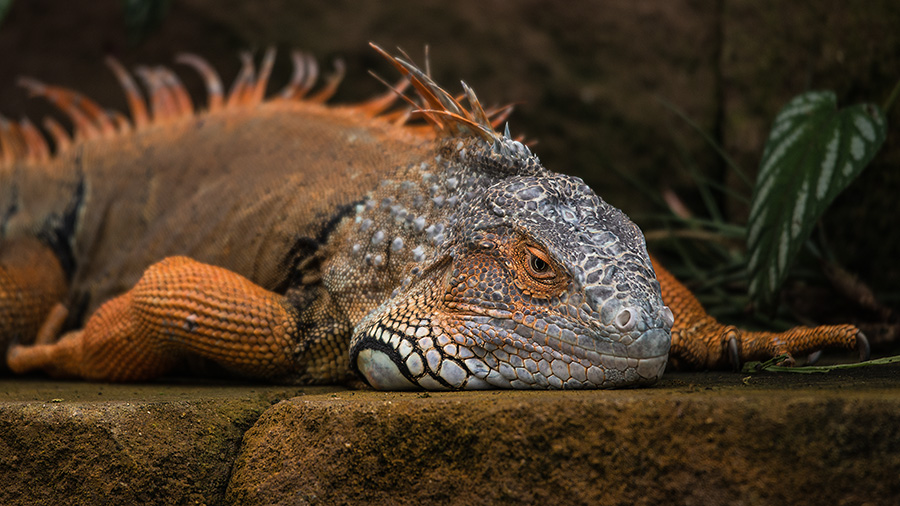 ruhender Leguan ...