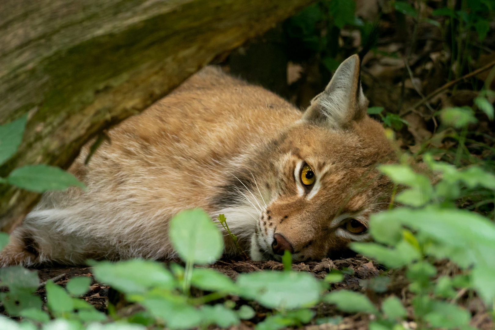 Ruhender Luchs