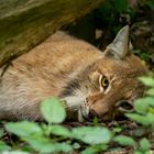 Ruhender Luchs