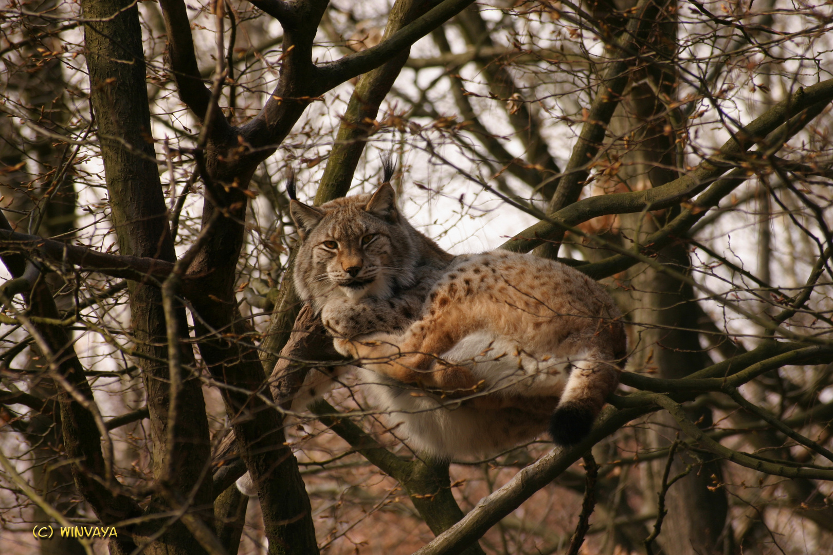 Ruhender Luchs