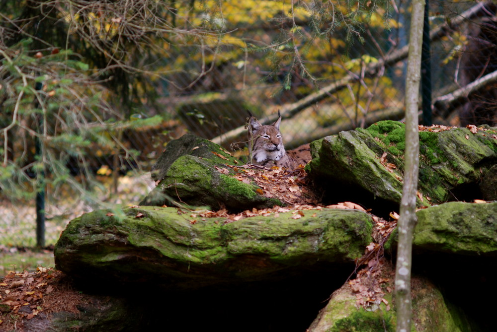 ruhender Luchs