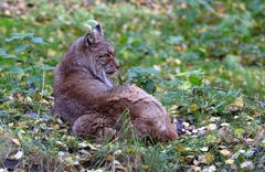 Ruhender Luchs im Winterfell...