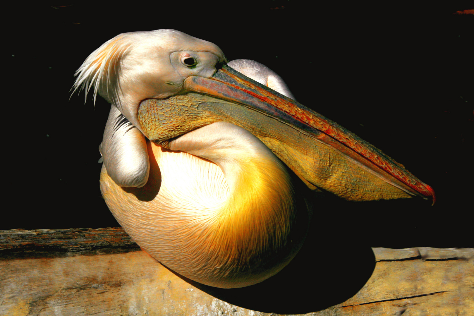 Ruhender Pelikan