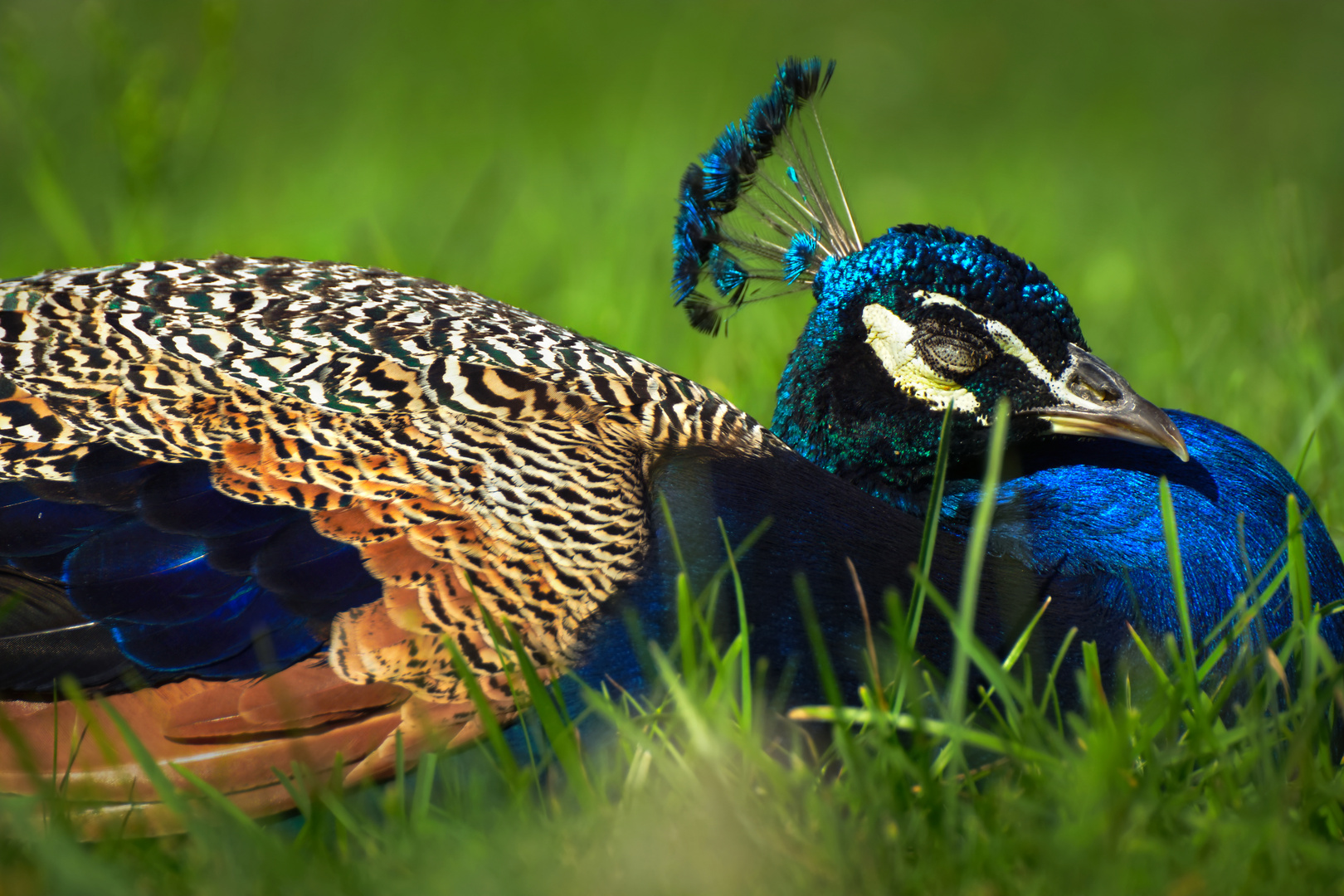 Ruhender Pfau