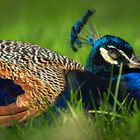 Ruhender Pfau