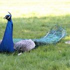 Ruhender Pfau