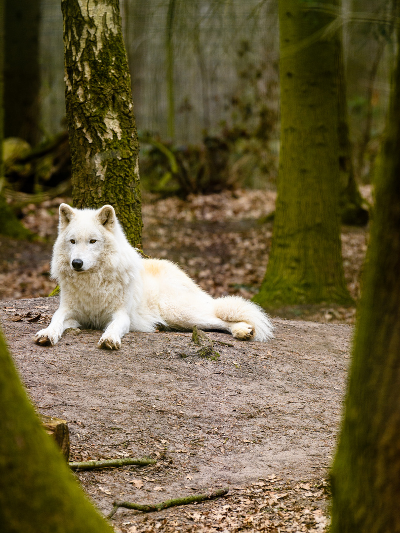 Ruhender Polarwolf