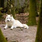 Ruhender Polarwolf