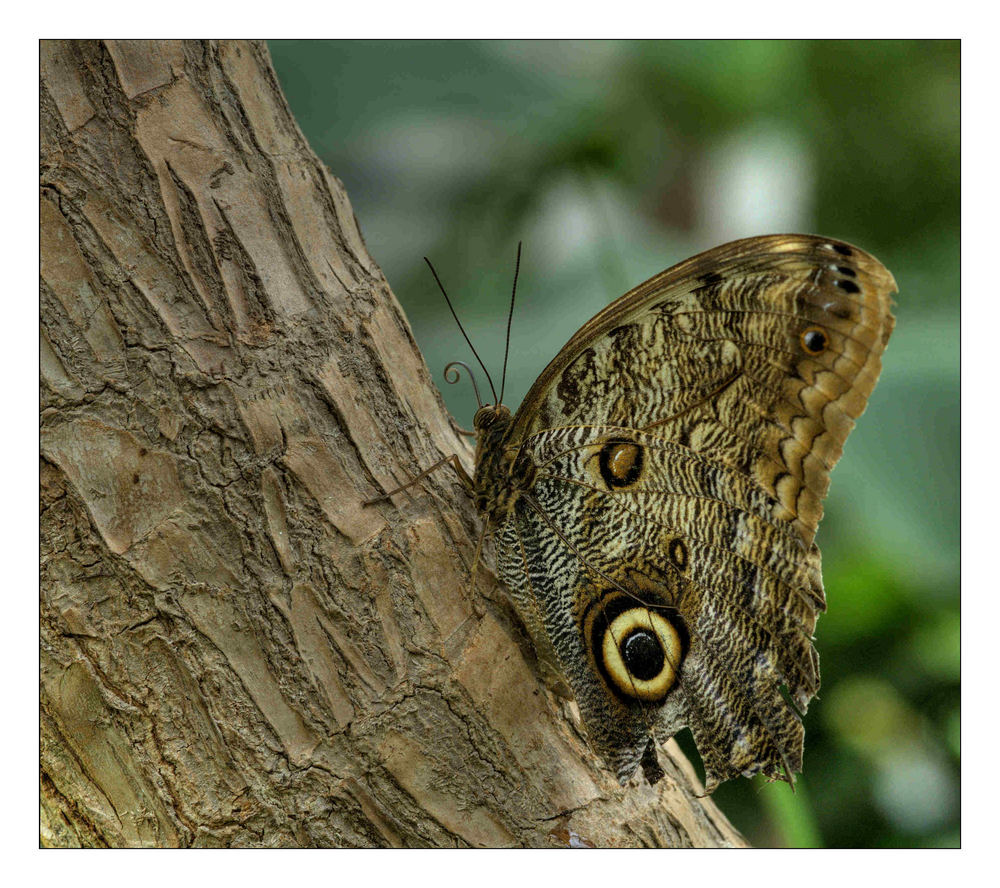 Ruhender Schmetterling