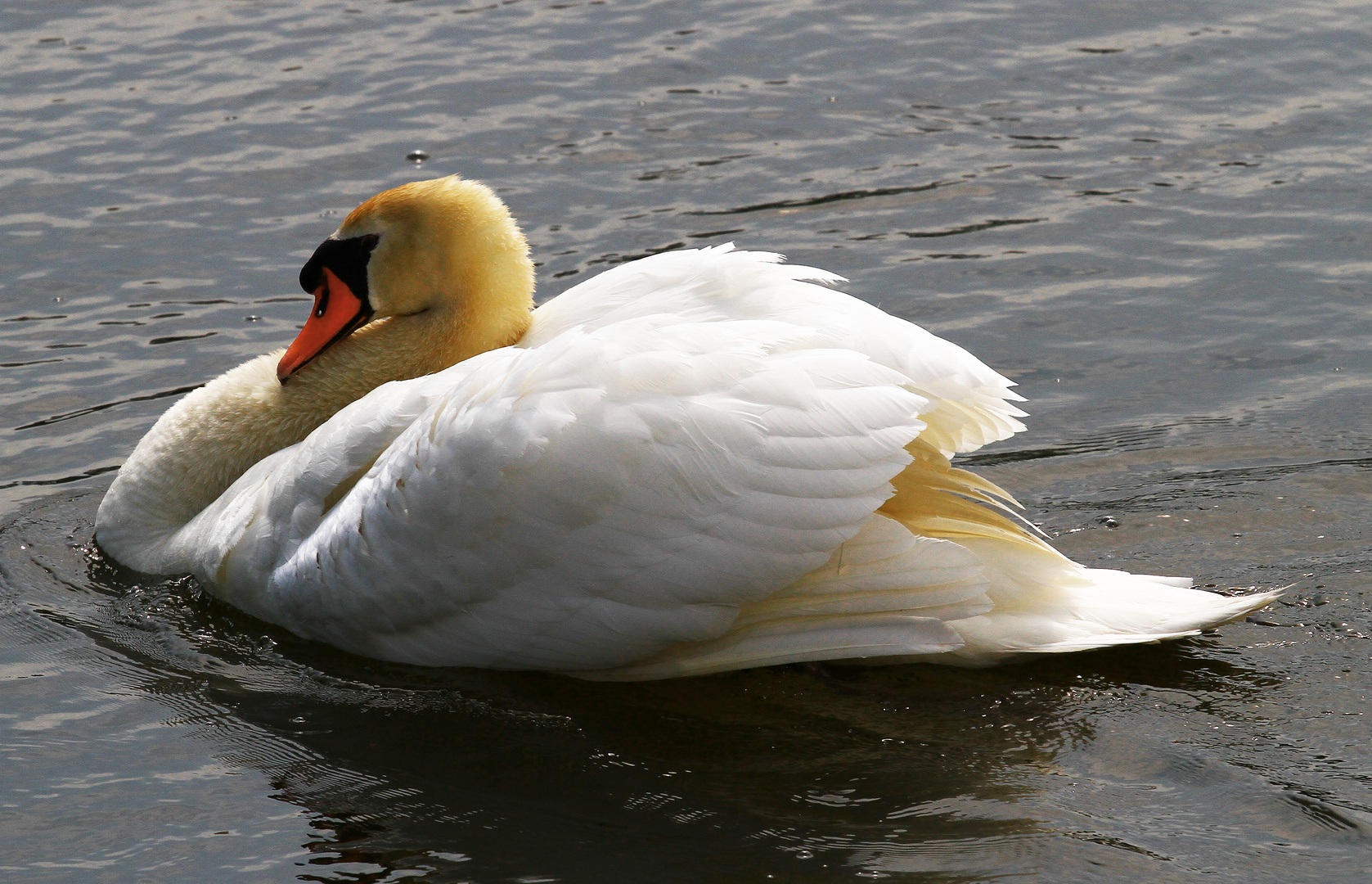 ruhender Schwan