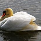 ruhender Schwan