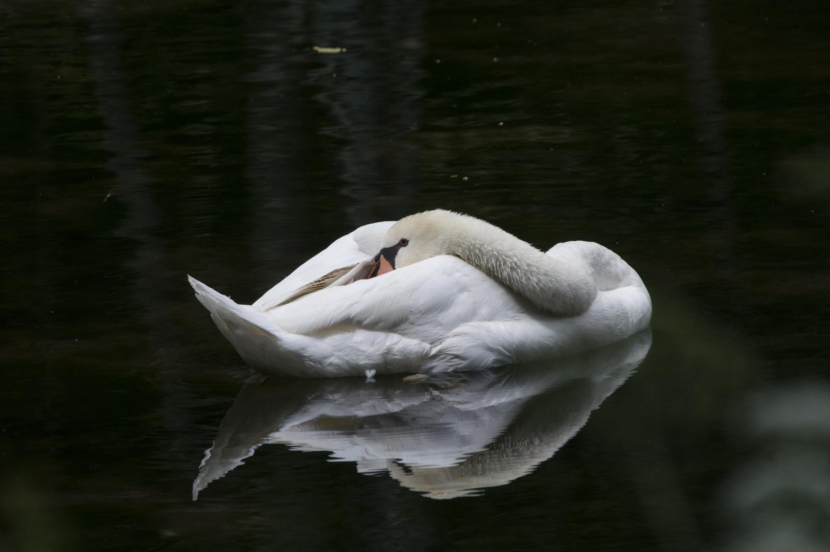 ruhender Schwan