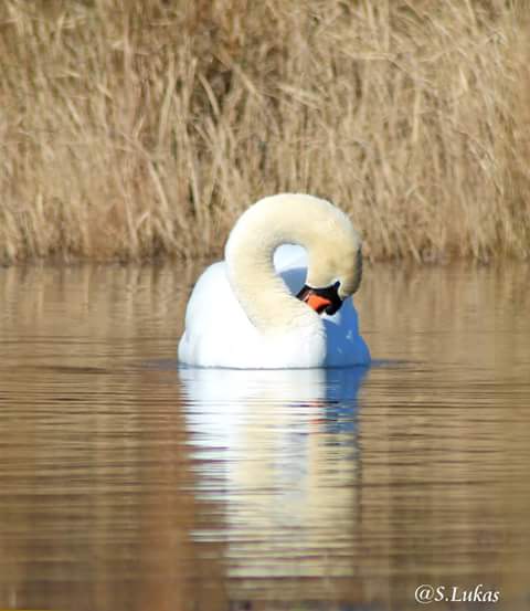 ruhender Schwan