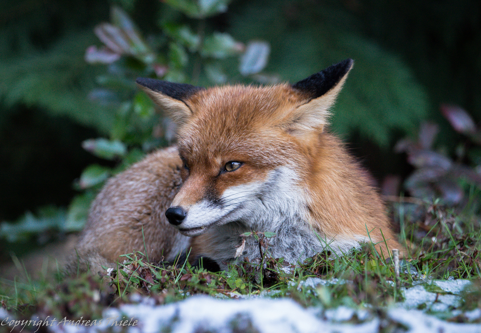 Ruhender Stadtfuchs