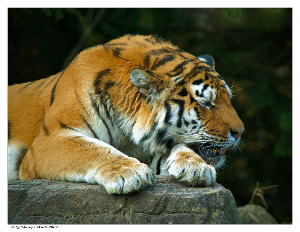 Ruhender Tiger