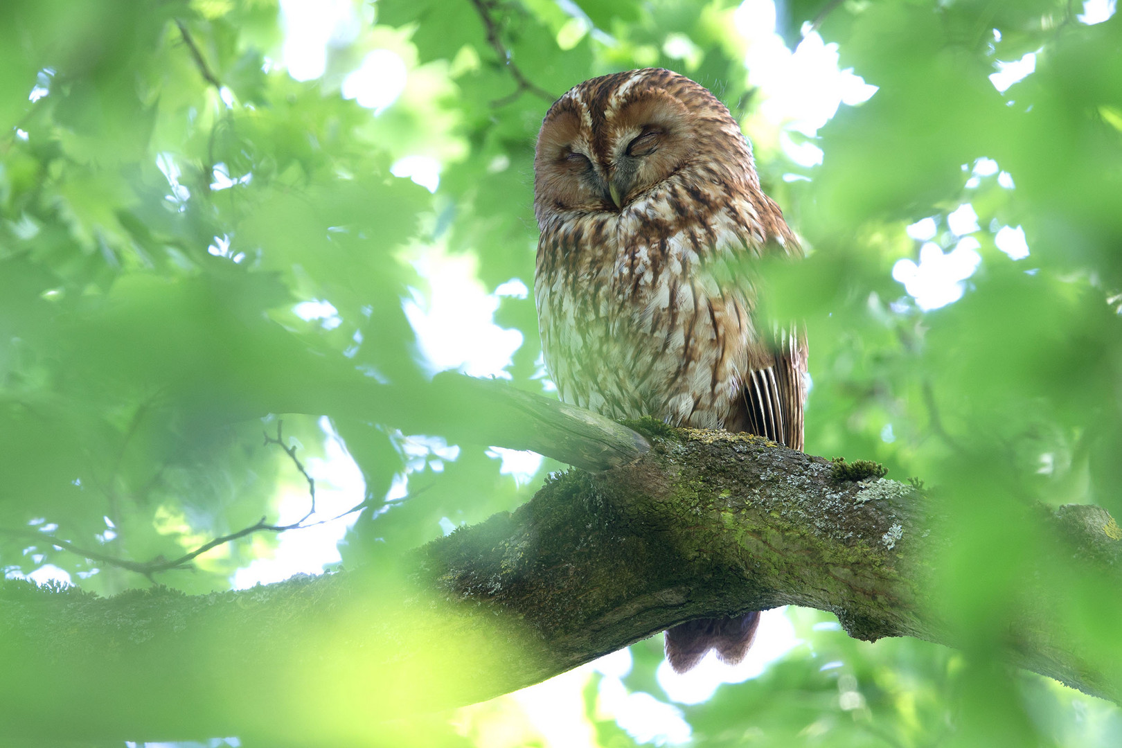 Ruhender Waldkauz am frühen Abend