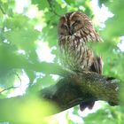 Ruhender Waldkauz am frühen Abend