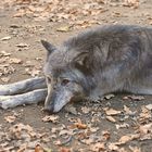 Ruhender Wolf.im Herbst....