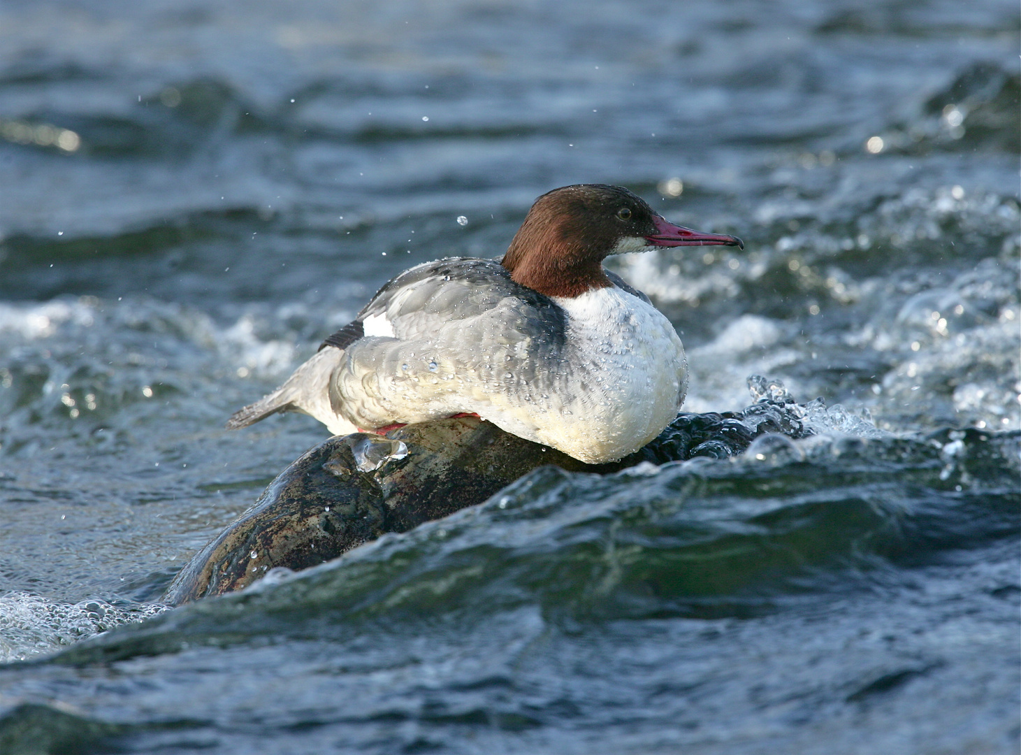 Ruhendes Gänsesägerweibchen