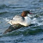 Ruhendes Gänsesägerweibchen