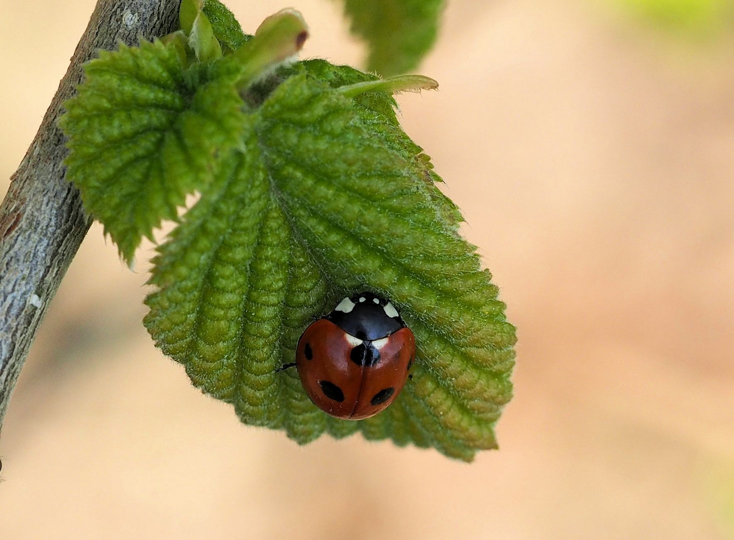 Ruhendes Mariechen....