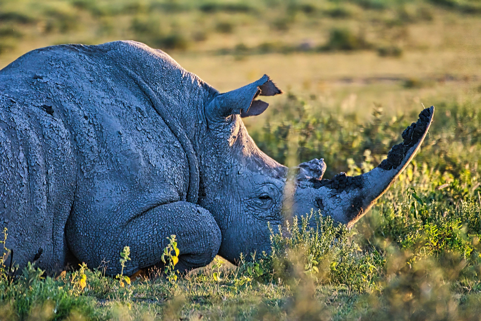 ruhendes Nashorn