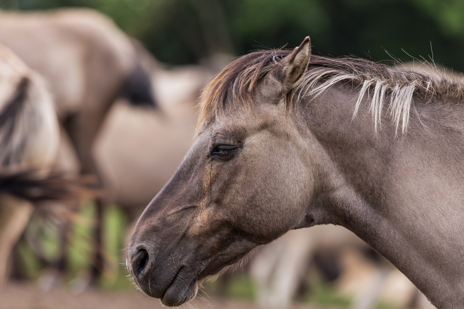 Ruhendes Pferd