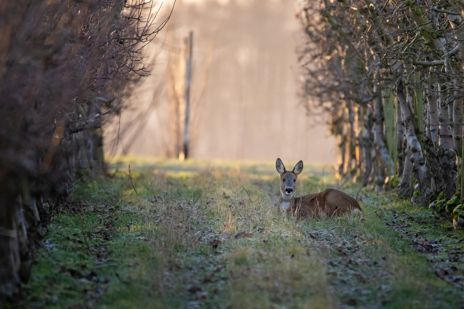 Ruhendes Reh nach Sonnenaufgang