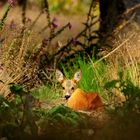 Ruhendes Stück Rehwild in seinem natürlichen Lebensraum