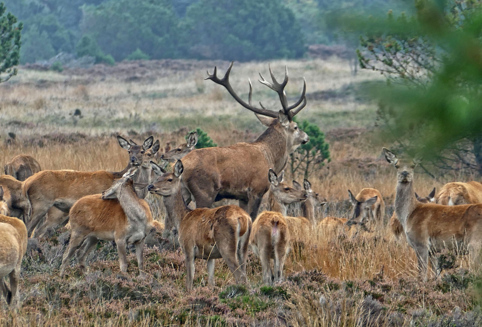 Ruhepause Foto &amp; Bild | herbst, heide, tiere Bilder auf fotocommunity