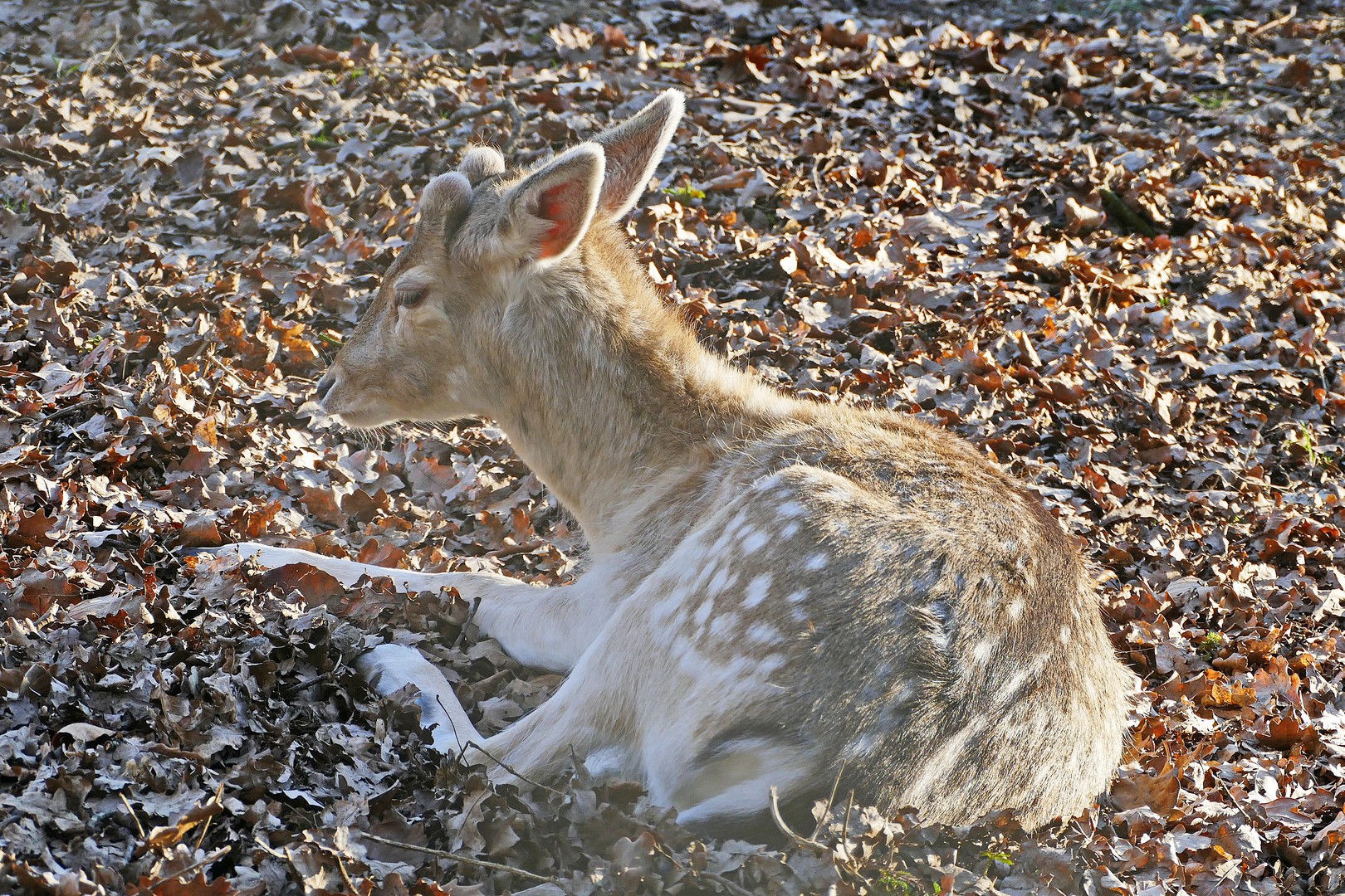 Ruhepause Foto &amp; Bild | natur, tiere, tierpark Bilder auf fotocommunity