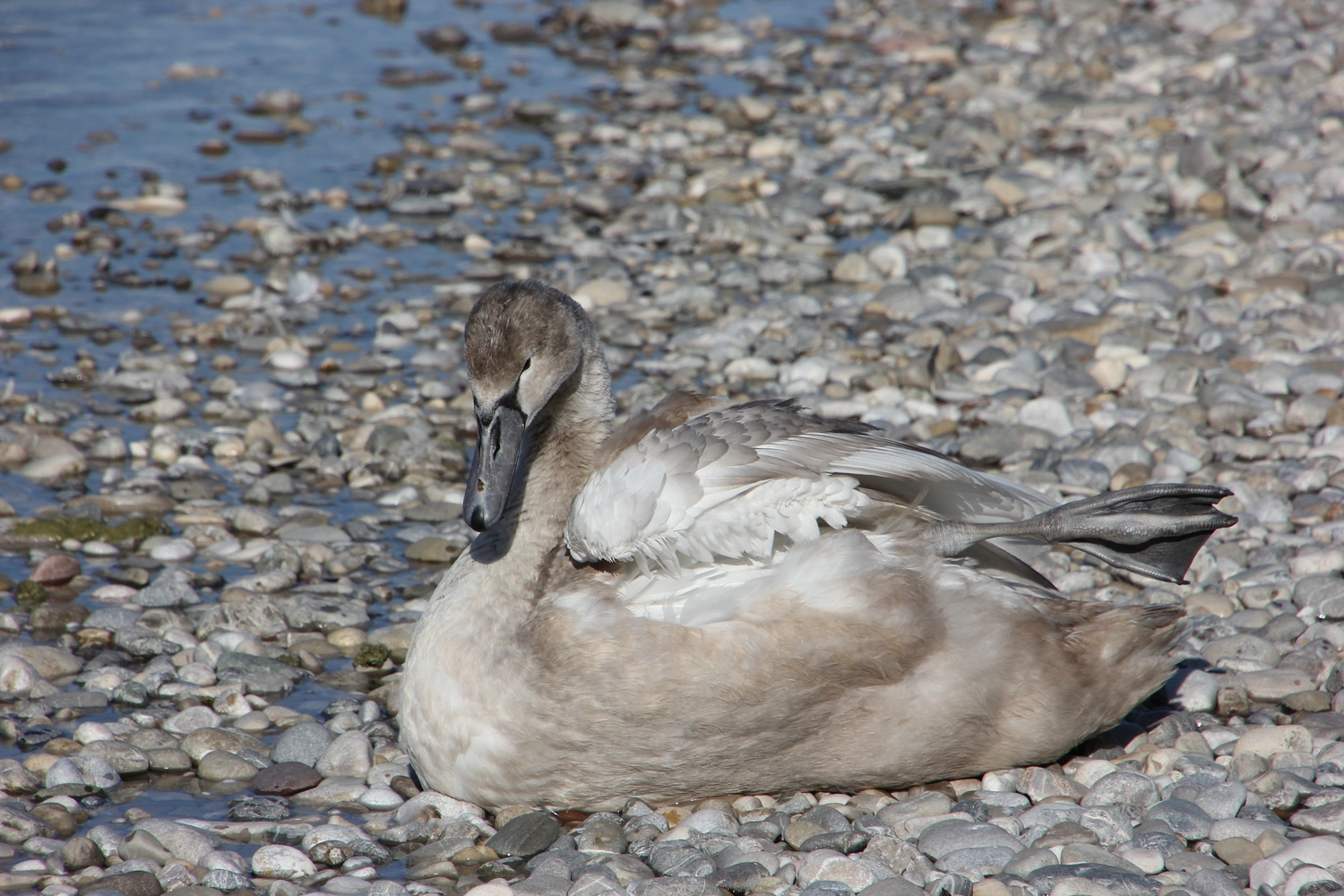 Ruhepause an der Isar