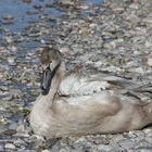 Ruhepause an der Isar