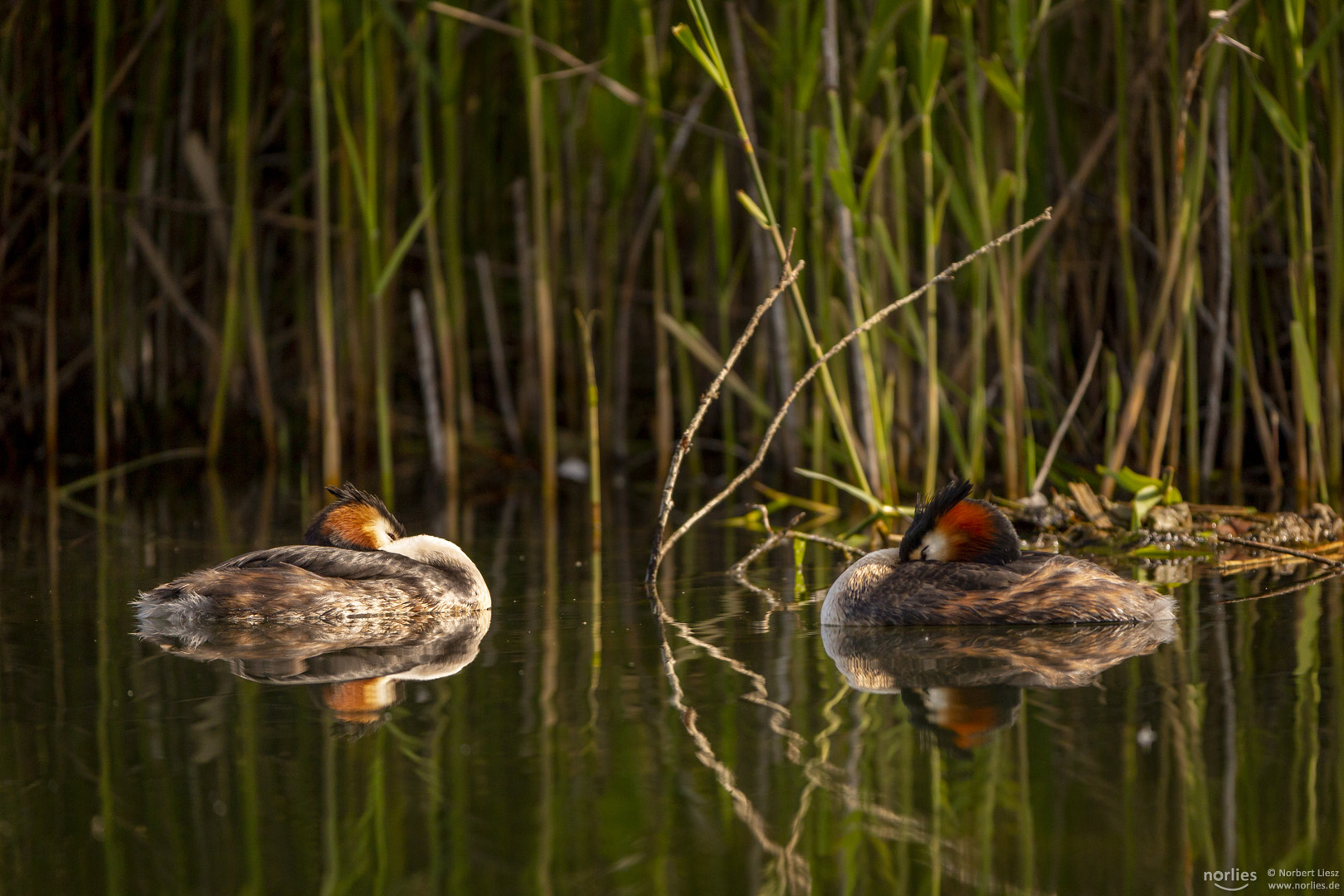 Ruhepause auf dem Wasser