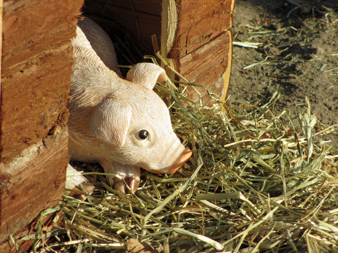 Ruhepause auf der Ferkelfarm