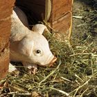 Ruhepause auf der Ferkelfarm