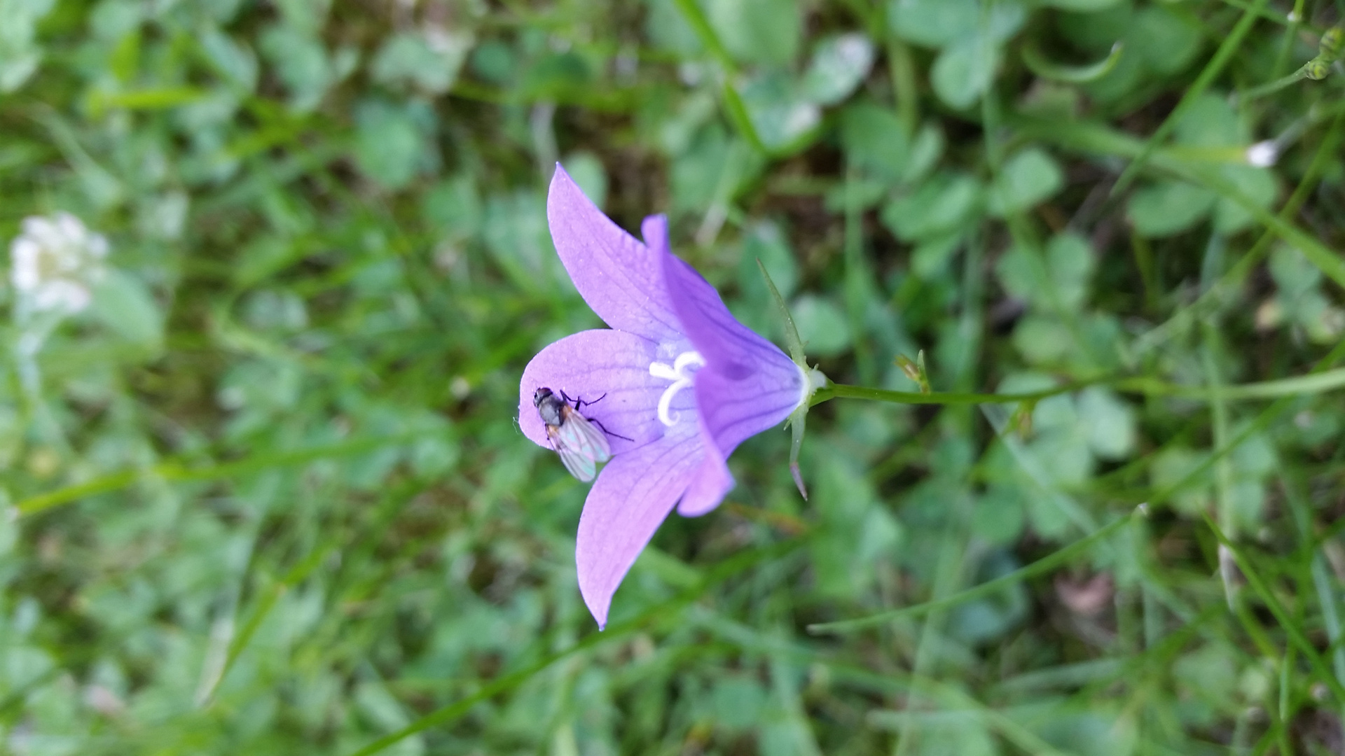 Ruhepause auf der Glockenblume...