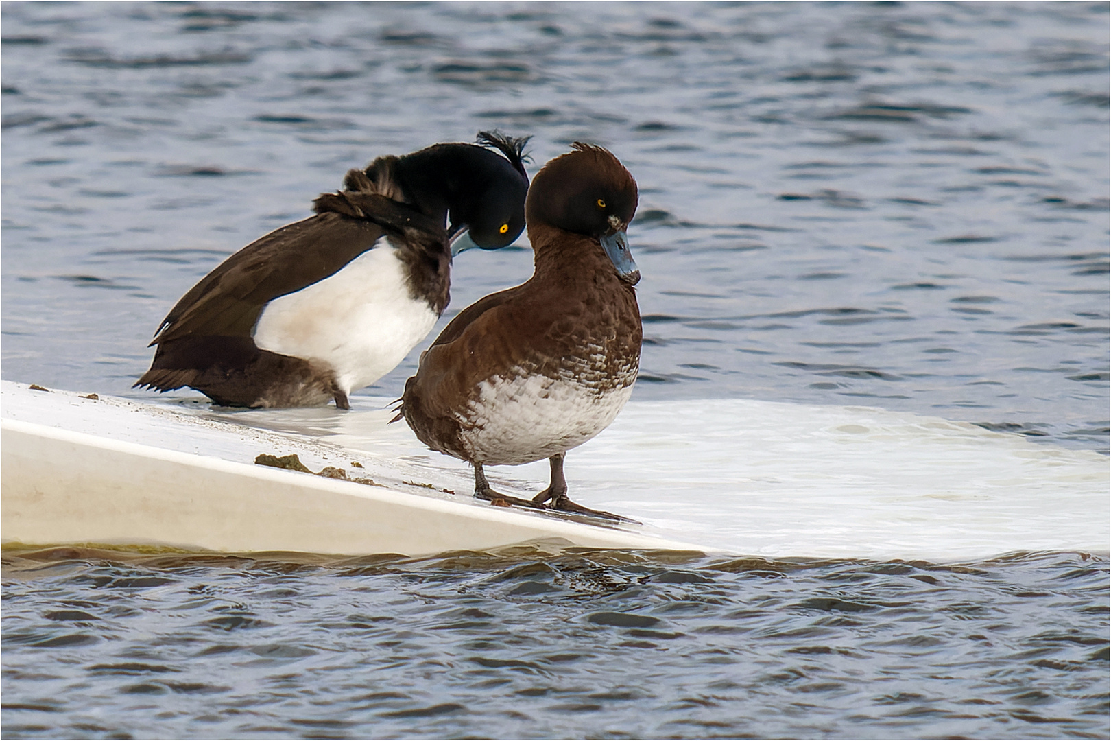 Ruhepause auf der Wasserski-Rampe  .....