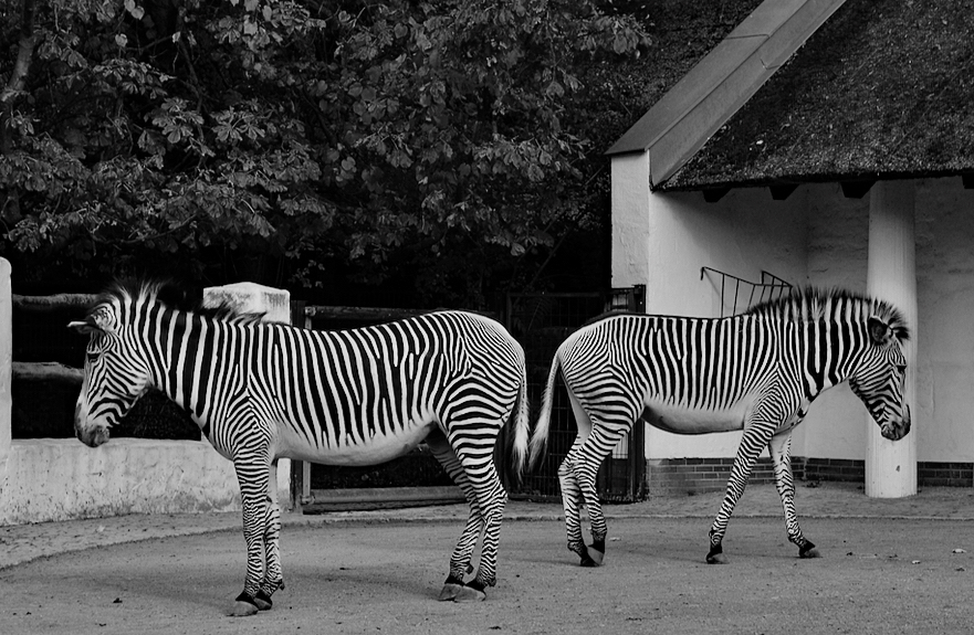 Ruhepause bei den Grevyzebras