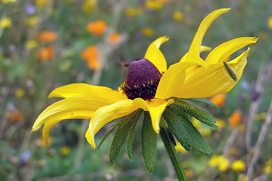 Ruhepause bei den Wildblumen