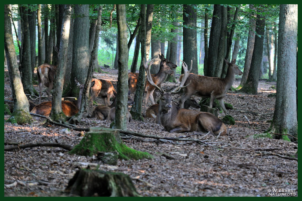 - Ruhepause beim Rotwild 7 - ( Cervus elaphus )