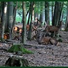 - Ruhepause beim Rotwild 7 - ( Cervus elaphus )