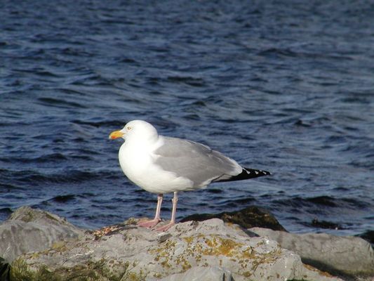 Ruhepause einer Möwe