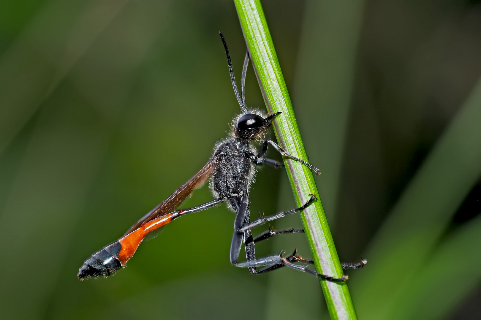 Ruhepause einer Sandwespe. - Ammophila pubescens?