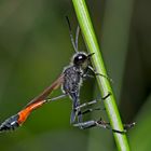 Ruhepause einer Sandwespe. - Ammophila pubescens?